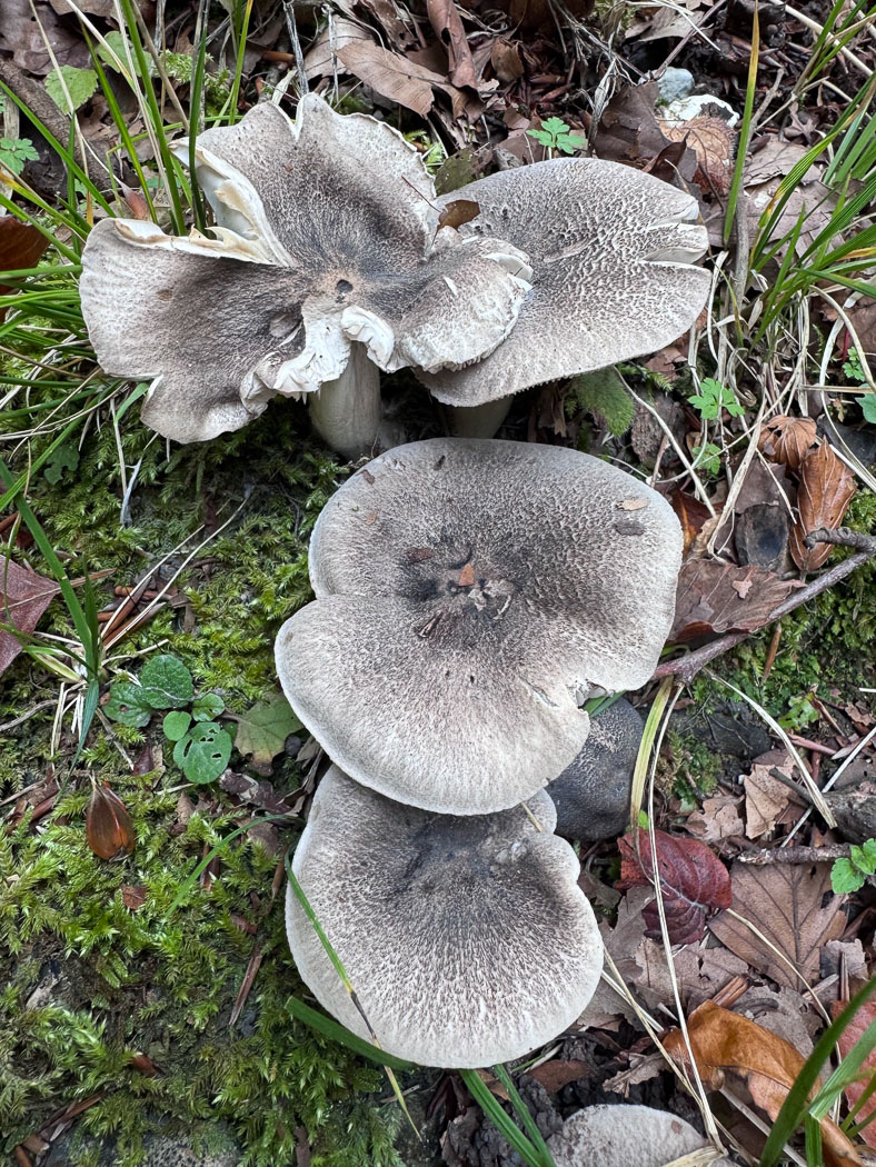 Photo © Jackie Newcombe Tricholoma basirubens by Jackie Newcombe